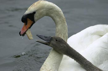 Come and feed the swans